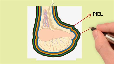 Capas Macrosc Picas Que Atraviesa El Bistur En Una Orquiectom A Equina