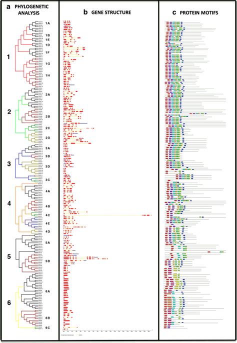 Genome Wide Identification And Predicted Functional Analyses Of Nac