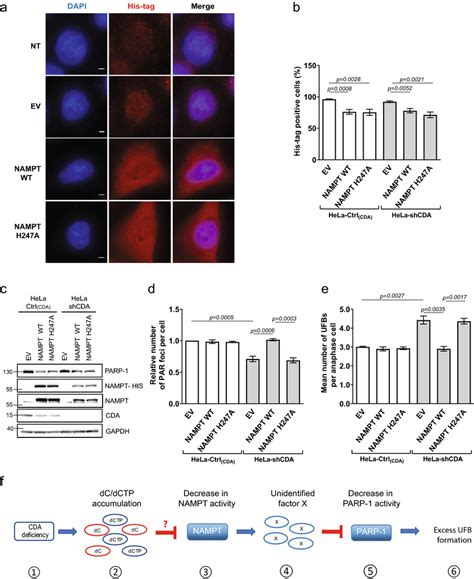 The Low Levels Of Parp Activity In Cda Deficient Cells Are Rescued By