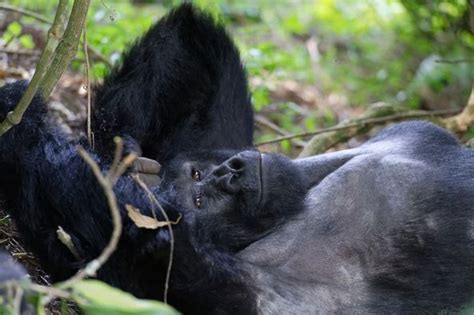 Days Rwanda Culture And Primate Safari Gorilla Trekking Safaris In