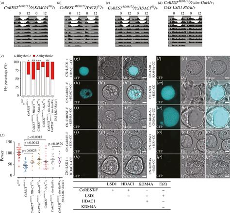 The Corest Complex Regulates Multiple Histone Modifications Temporal