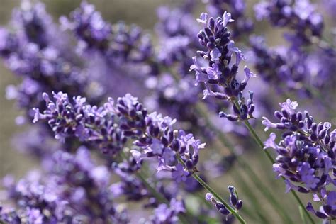 Lavender Flowers To Bloom Free Photo On Pixabay Pixabay