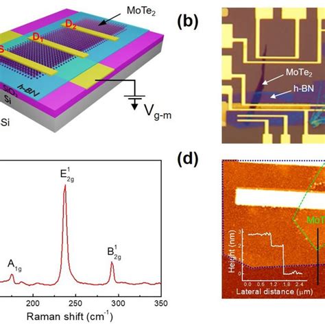 A Schematic Diagram Of An H BN MoTe2 FET B Optical Image Of An