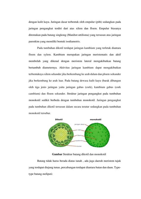 Solution Laporan Praktikum Struktur Dan Fungsi Batang Anatomi Batang