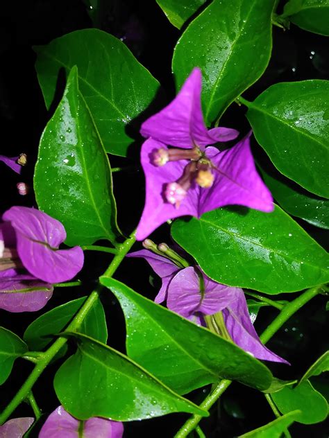 Bougainvillea Plant Leaves Bougainvillea Plants