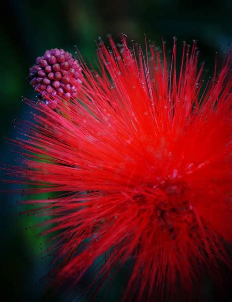 Plantfiles Pictures Calliandra Species Pompon Red Powder Puff Tree