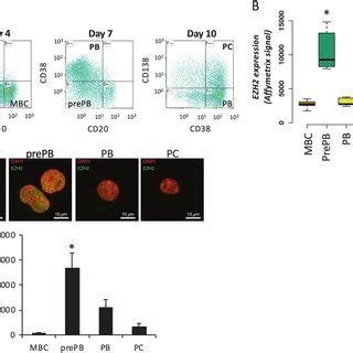 EZH2 Regulates Memory B Cell Gene Signature During PCD A GSEA Enriched