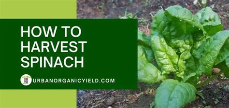 How To Harvest Spinach