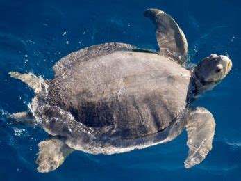 21 Flatback Sea Turtle Facts - All Turtles