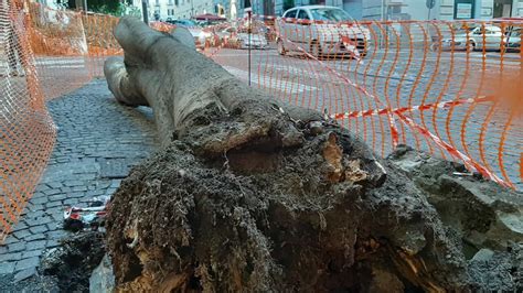 Quel Che Resta Dell Albero Crollato Al Vomero Poteva Andare Peggio