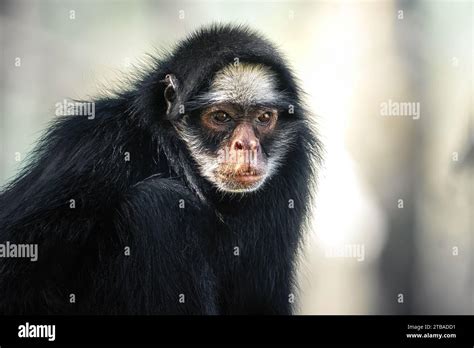 White-cheeked Spider Monkey (Ateles marginatus) - New World Monkey ...