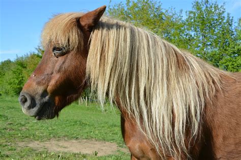 Pony Shetland Pony Kleines Pferd Kostenloses Foto Auf Pixabay