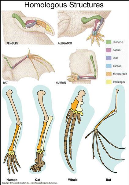 Homologous Biology