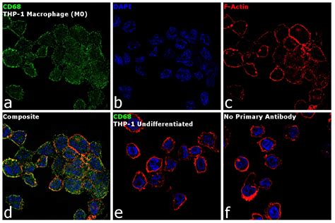 Cd68 Antibody Ma1 80133