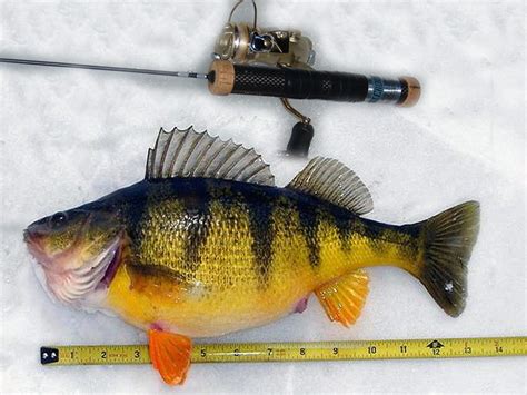 Ice Fishing Ice Fishing Jumbo Perch