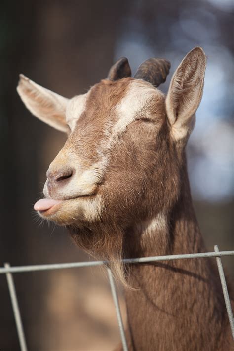 Goat Sticking Out His Tongue Animal Pictures Goats Animals