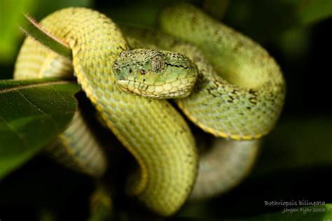 Tropical Rainforest: Snakes In The Tropical Rainforest