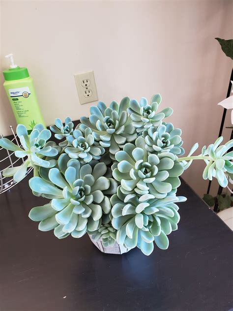 Heard You Guys Like Succulents R Succulents