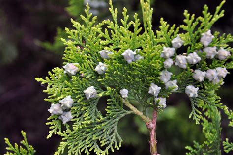 Thuja Krankheiten Erkennen Bek Mpfen So Retten Sie Ihre Pflanze