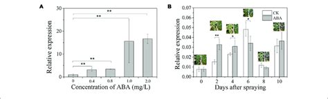 Effects Of Exogenous Aba Treatment On Vvccd B Expression A The