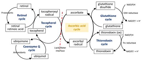 Antioxidant Properties Of Ascorbic Acid Encyclopedia Mdpi