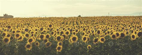 sunflower field view 10372970 Stock Photo at Vecteezy