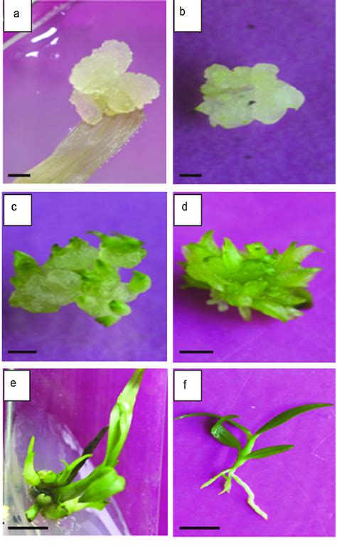 A F Indirect Organogenesis Through The Callus Mediated Plbs