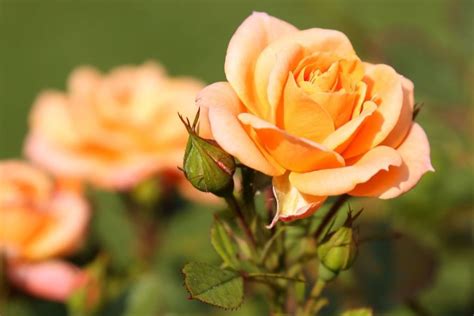 Orange Roses Prettiest Orange Rose Varieties Plantura