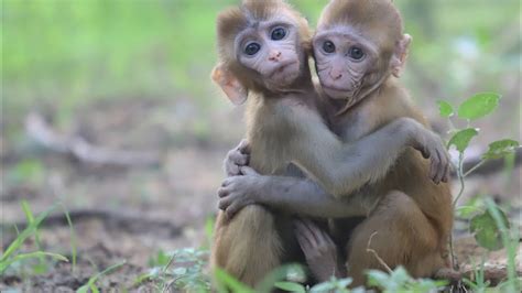 A Beautiful Scene That I Really Enjoyed Soooo Cute Monkeys 🐒🐒🐒🐒🐒