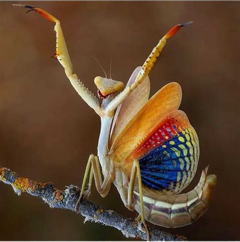 Descubre Los Fascinantes Tipos De Mantis Religiosa Que Existen La