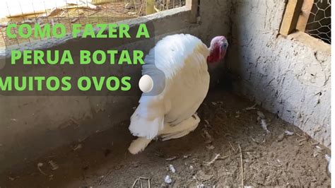 COMO FAZER PRA PERUA BOTAR MUITO OVO COMO FAZER SUA GALINHA BOTAR