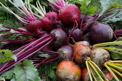 Beetroot Varieties In Australia | Lawn.com.au