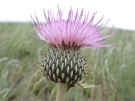 Cirsium Flodmanii Flodman Thistle Flodman Thistle Common Flickr