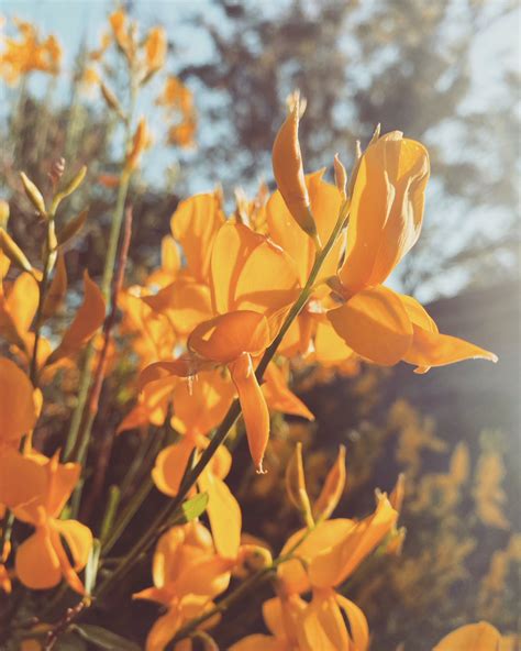 Spanish Broom Flower Essence