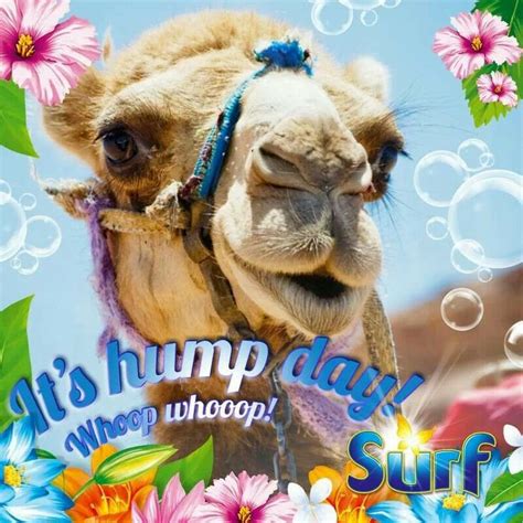 Happy Wednesday Camel Pics