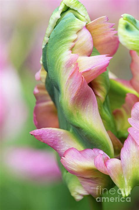 Parrot Tulip Green Wave Flower In Spring Photograph By Tim Gainey Pixels