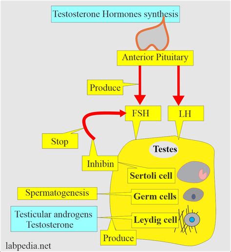 Testosterone Total And Free