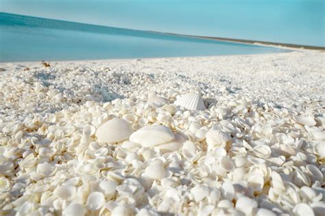 Discover Your Next Destination Shell Beach Shark Bay Western Australia