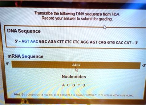 Transcribe The Following Dna Sequence From Hba Record Your Answer To