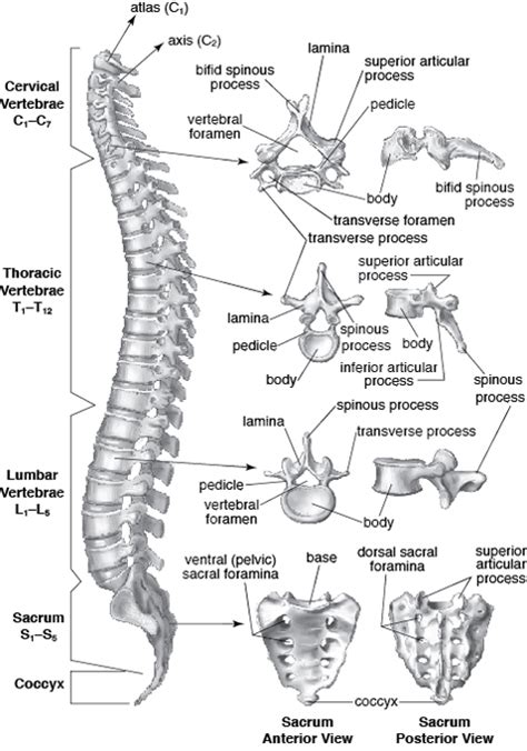 Vertebral Column Diagram