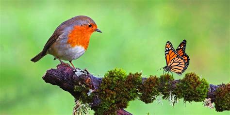 Twee Vliegen N Klap Meer Vlinders N Vogels In De Tuin