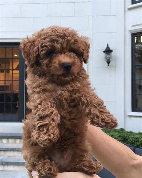 My friends new toy poodle looks like a teddy bear : r/aww