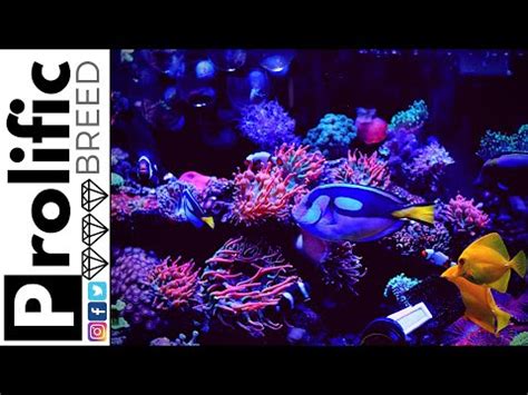 RED SEA REEFER 350 REEF TANK UPDATE Marine Farm Videos