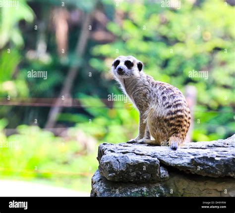 Meerkat in the zoo Stock Photo - Alamy