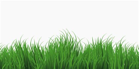 Green Grass Isolated On White Background Vector Art At Vecteezy