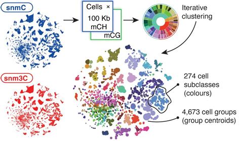 Biccn The First Complete Cell Census And Atlas Of A Mammalian Brain