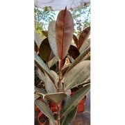 Muda De Ficus Elastica Burgundy Velling Loja Plantei