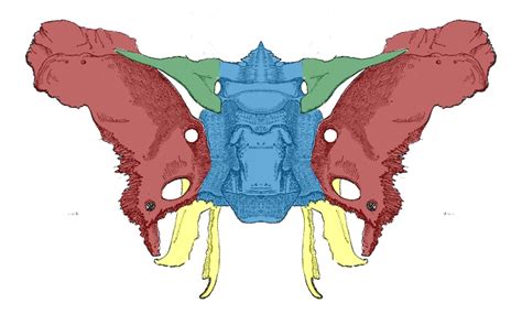 Sphenoid Bone Location Structure Function Teachmeanatomy