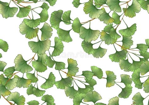 Ginkgo Biloba Hojas Fondo De Patr N Transparente Ilustraci N Del