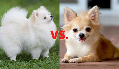 Pomeranian vs. Chihuahua - Fuzzy Rescue